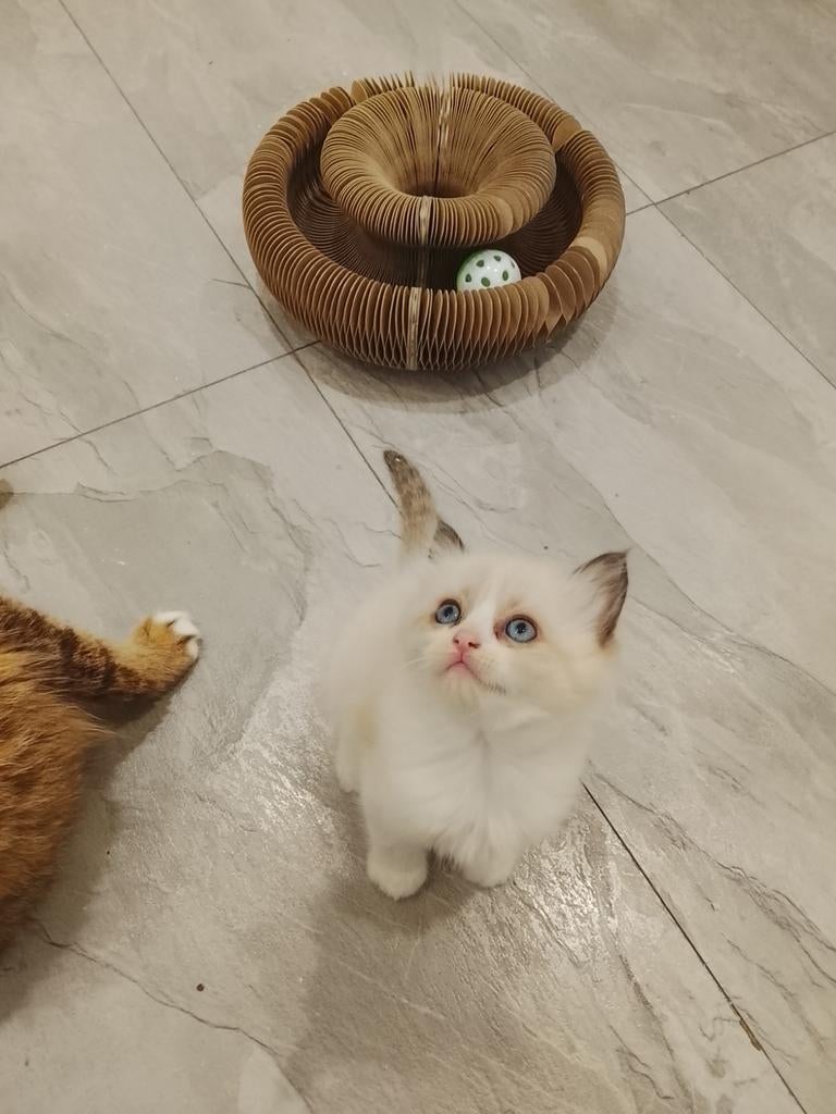 Zeer mooi en lief sociaal Ragdoll katertje, Kater, Ontwormd, 0 tot 2 jaar