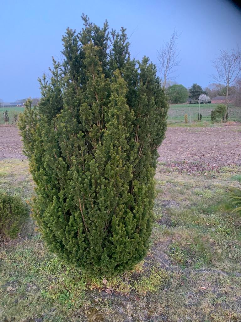 Taxus baccata, Ophalen, Taxus, Minder dan 100 cm