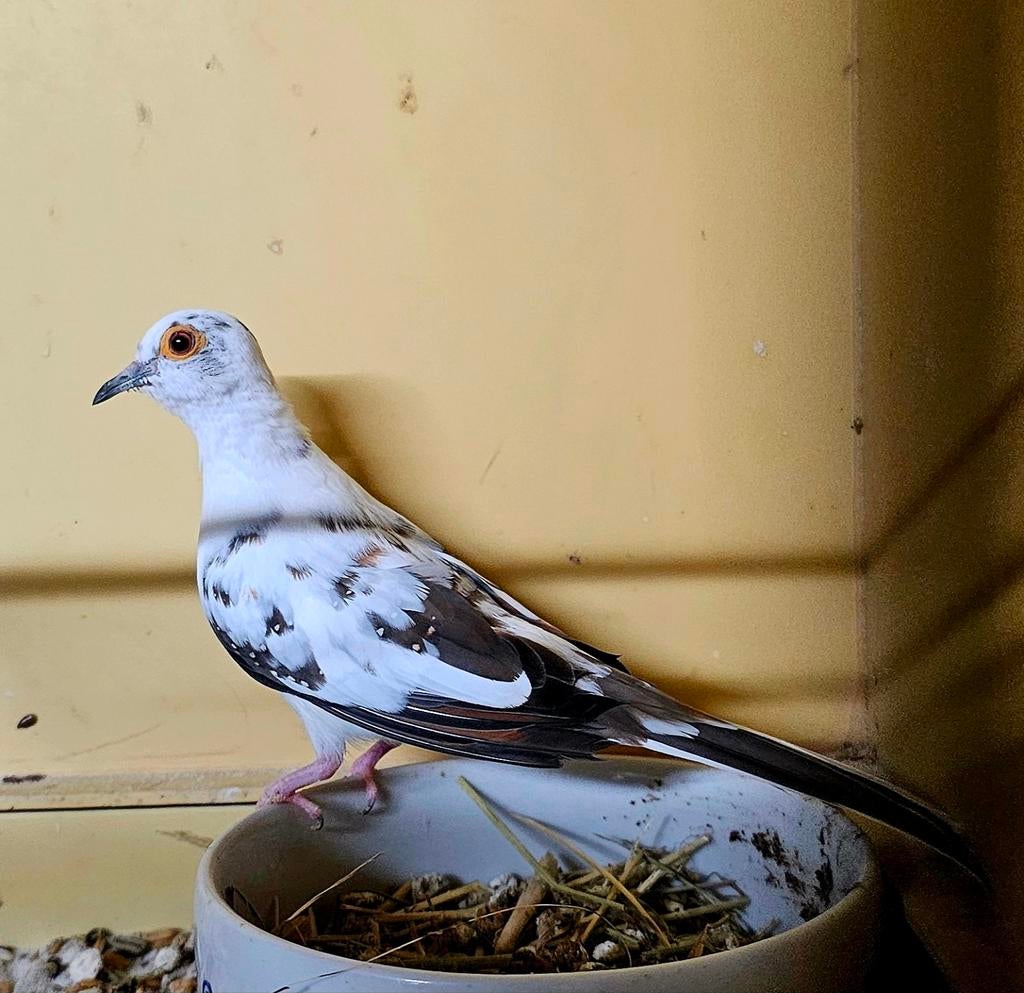 Bonte diamantduifjes beschikbaar, Dieren en Toebehoren, Meerdere dieren, Geringd