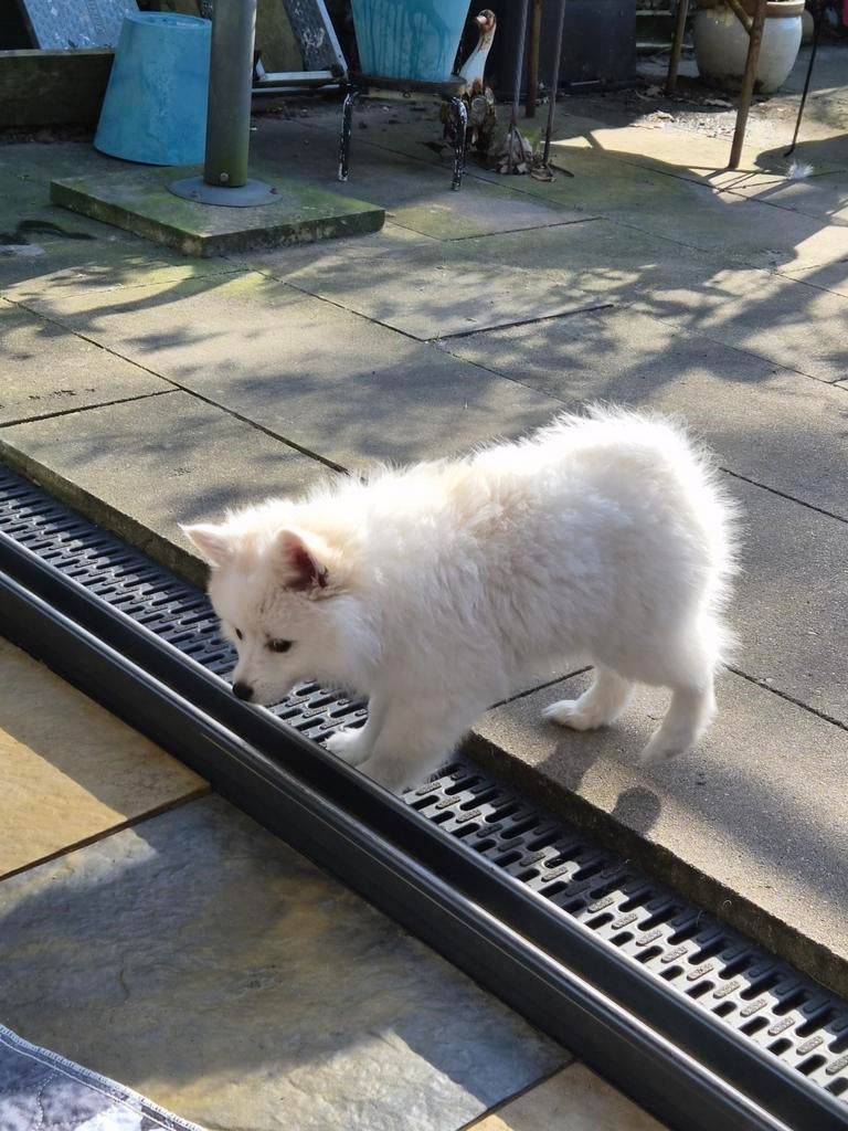Middenslag keeshond, 8 tot 15 weken, Teef, Parvo, Eén hond