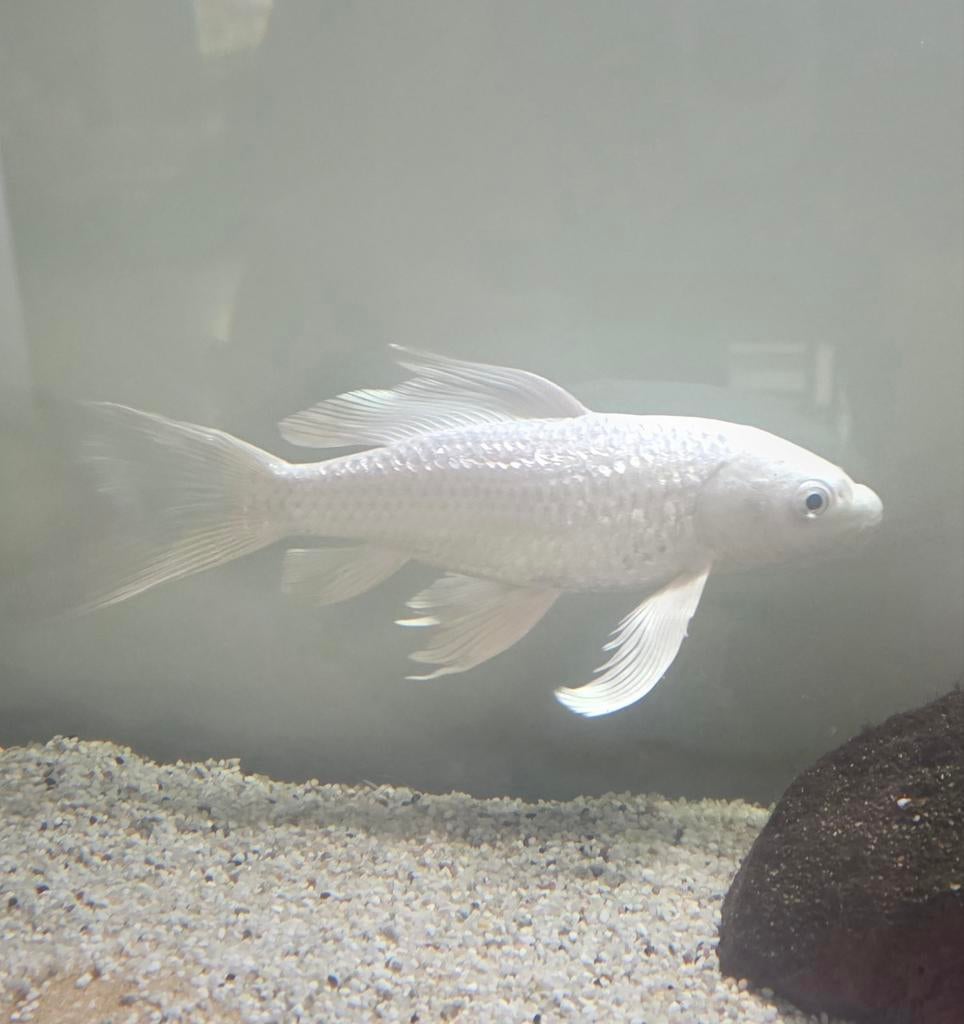 Koi, Platinum Ogon (Ginrin), Butterfly, Vis, Zoetwatervis