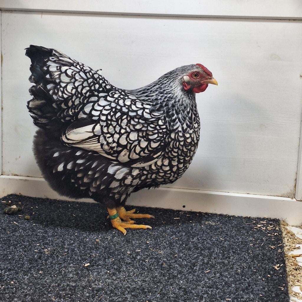 Te koop broedeieren wyandotte kriel, Dieren en Toebehoren, Geslacht onbekend, Kip