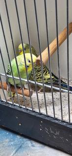 Koppel grasparkieten, Meerdere dieren, Parkiet