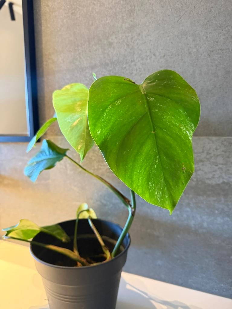 Mooie jonge Monstera variegata, Huis en Inrichting, Kamerplanten, Ophalen of Verzenden, Halfschaduw, Minder dan 100 cm