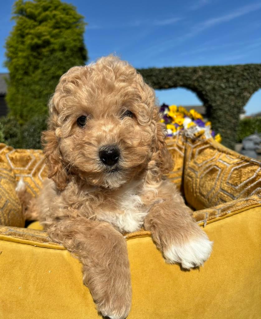 Labradoodle mini pups, Nederland, Overige rassen, 8 tot 15 weken, Meerdere