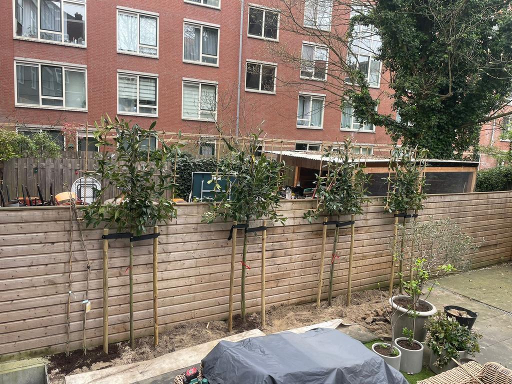 Leiboom lei Portugese laurier leilinde Olijfwilg steeneik, Tuin en Terras, Halfschaduw, Overige soorten, Minder dan 100 cm, Ophalen