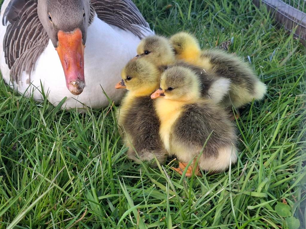 Prachtige jonge Twentse Landganzen, Dieren en Toebehoren, Meerdere dieren, Eend