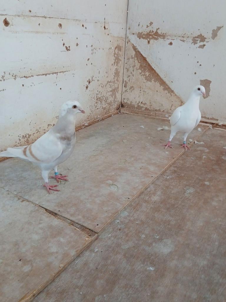 Duiven  25euro, Meerdere dieren, Postduif