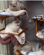 Exotic korthaar, Dieren en Toebehoren, Poes, Met stamboom, 0 tot 2 jaar