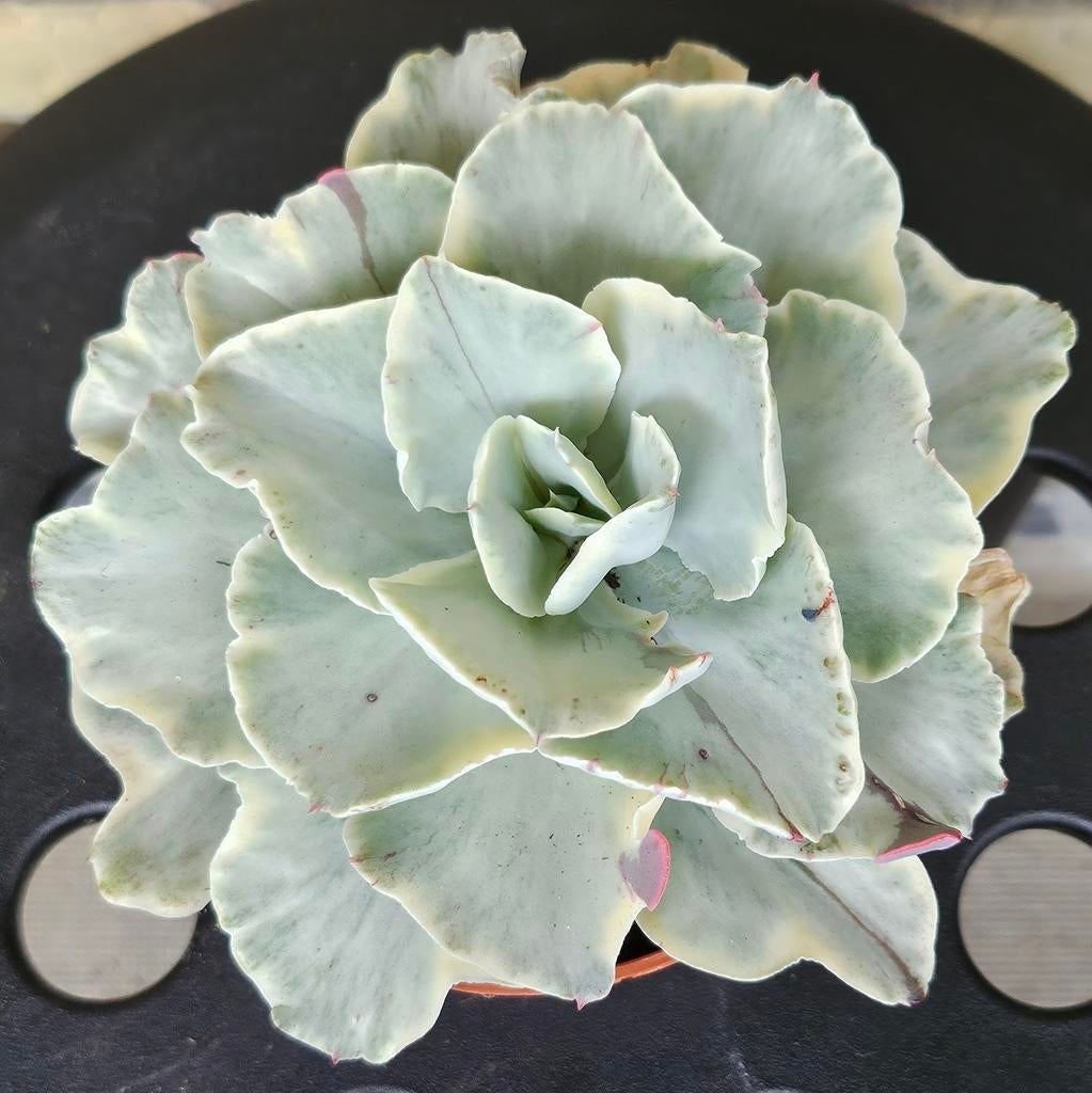 Echeveria Moonriver variegated vetplant succulent pot 10cm, Vetplant, Ophalen of Verzenden, In pot, Minder dan 100 cm