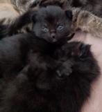 Britskorthaar x Europees korthaar kittens, Dieren en Toebehoren, Meerdere dieren, Ontwormd