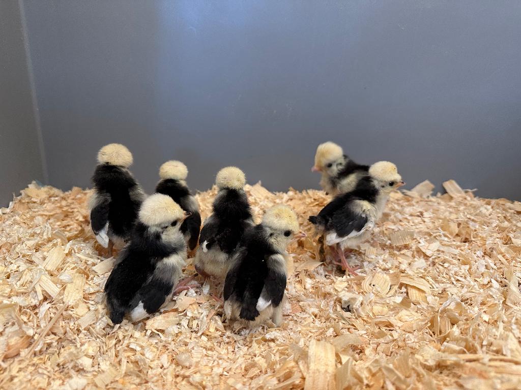 Hollandse Kuifhoen kriel kuikens gesekst en ingeënt, Dieren en Toebehoren, Pluimvee, Meerdere dieren, Kip