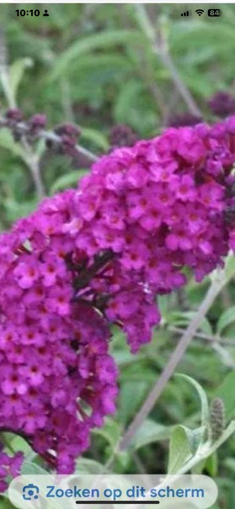 Vliender struik pp €2, Ophalen, Volle zon