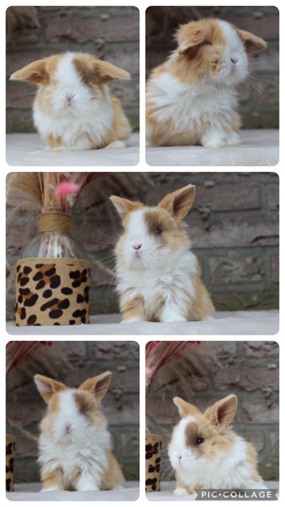 Minilop baby konijntje, Dieren en Toebehoren, Konijnen, Mannelijk, Dwerg