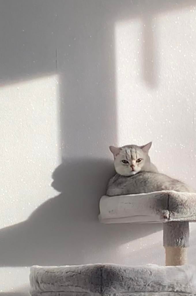 Britse korthaar, Dieren en Toebehoren, Katten en Kittens | Raskatten | Korthaar, Kater