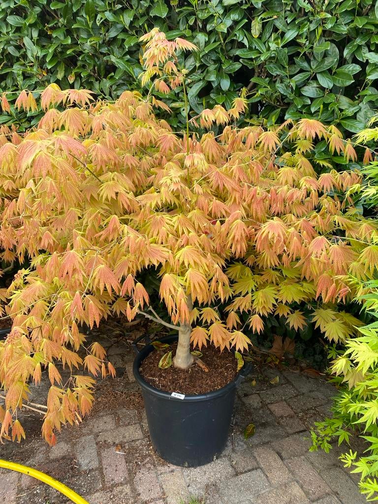 Japanse Esdoorn moonrise, Vaste plant, Bloeit niet, Halfschaduw, Ophalen