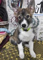 Nordese Mix teef 6 maanden pup, Particulier, 15 weken tot 1 jaar, Overige rassen, Buitenland