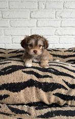 Boompoo pups, boomer x toy poedel, Parvo, Nederland, Overige rassen, 8 tot 15 weken