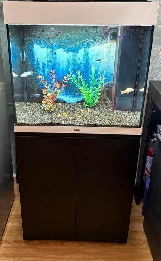 Aquarium (Juwel), Dieren en Toebehoren, Vissen | Aquaria en Toebehoren, Gebruikt, Leeg aquarium, Inclusief deksel, Inclusief planten