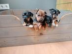 Prachtige jackrussel reutjes zoeken for ever home, Parvo, Jack Russell Terriër, Reu, 8 tot 15 weken