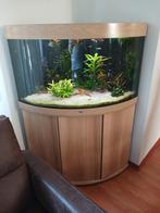 Juwel 190 liter hoekaquarium, Dieren en Toebehoren, Vissen | Aquaria en Toebehoren, Ophalen, Inclusief vissen, Juwel, Gevuld zoetwateraquarium