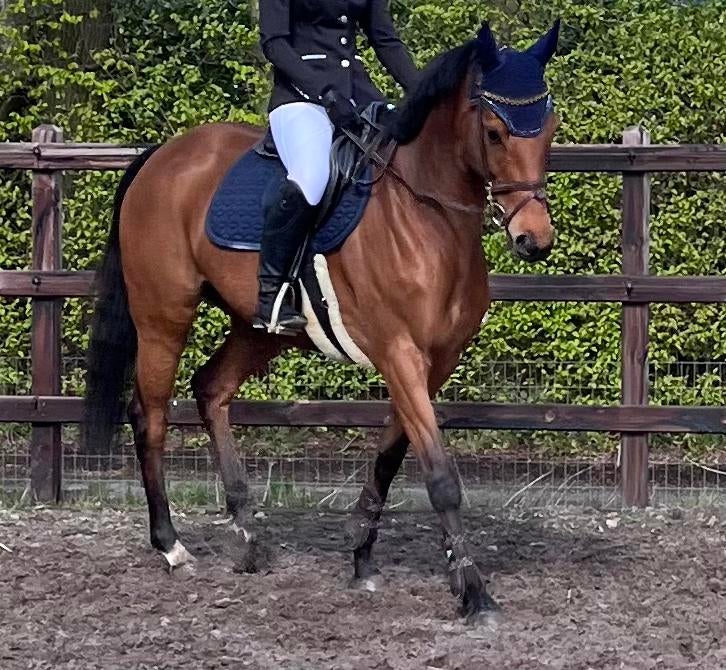 Hele mooie allround merrie, Dieren en Toebehoren, Paarden, Merrie, 7 tot 10 jaar, 160 tot 165 cm, Recreatiepaard