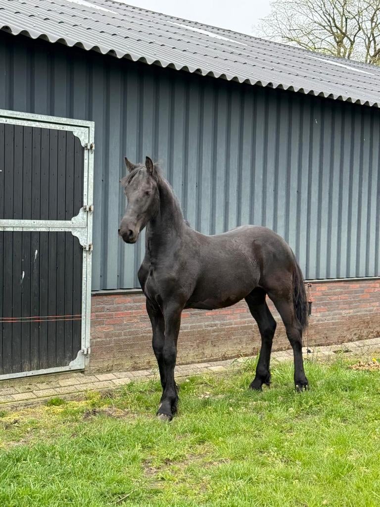 Fries hengstveulen, Dieren en Toebehoren, Paarden, Hengst, Niet van toepassing, Minder dan 160 cm, 0 tot 2 jaar, Dressuurpaard