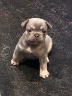 Franse bulldog teefjes, Dieren en Toebehoren, Parvo, 8 tot 15 weken, Bulldog, Meerdere