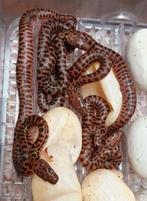 Anteresia Stimsoni, Dieren en Toebehoren, 0 tot 2 jaar