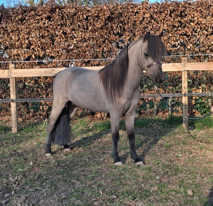 prachtige 3 jarige NMPRS hengst & jaarling NMPRS hengstje, Dieren en Toebehoren, Pony's, Hengst, Niet van toepassing, A pony (tot 1.17m)