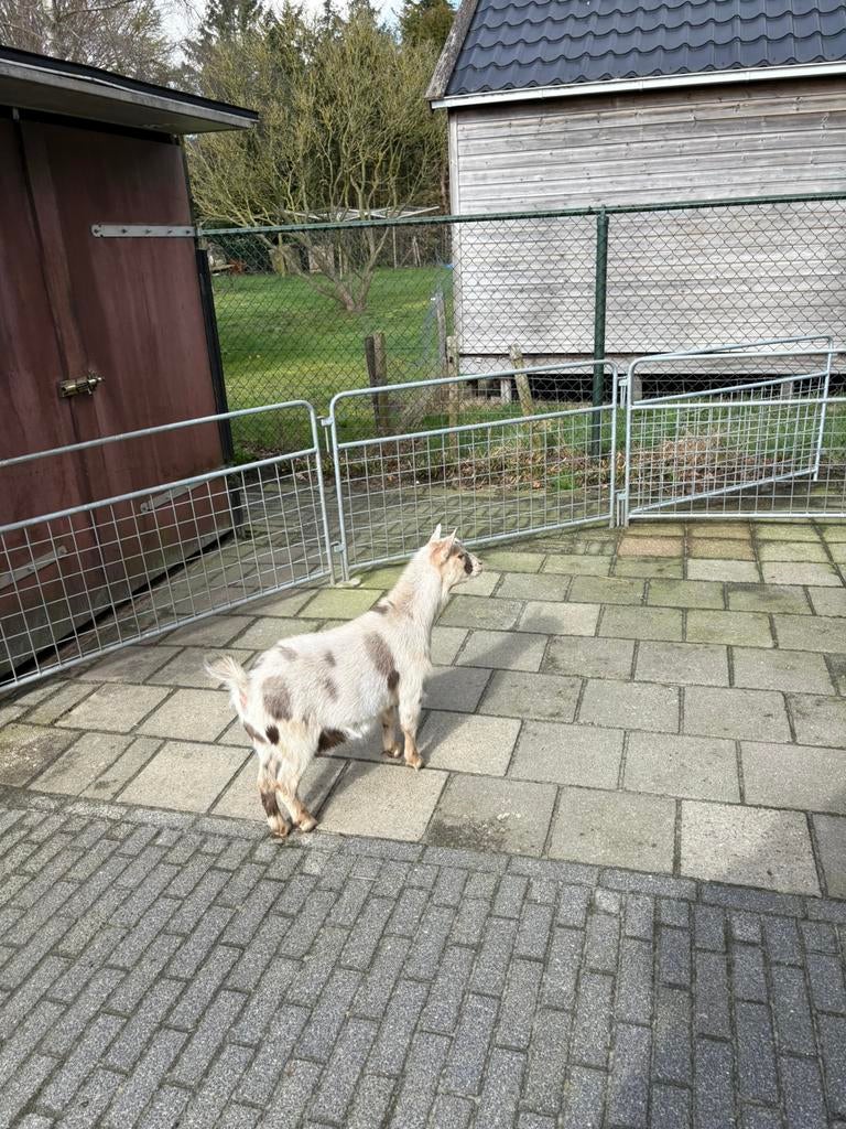 Prachtig jong dwerg geitje geit met maanvlekken maanvlek, Vrouwelijk, Geit