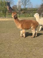3 drachtige alpaca merries, Mei, Vrouwelijk