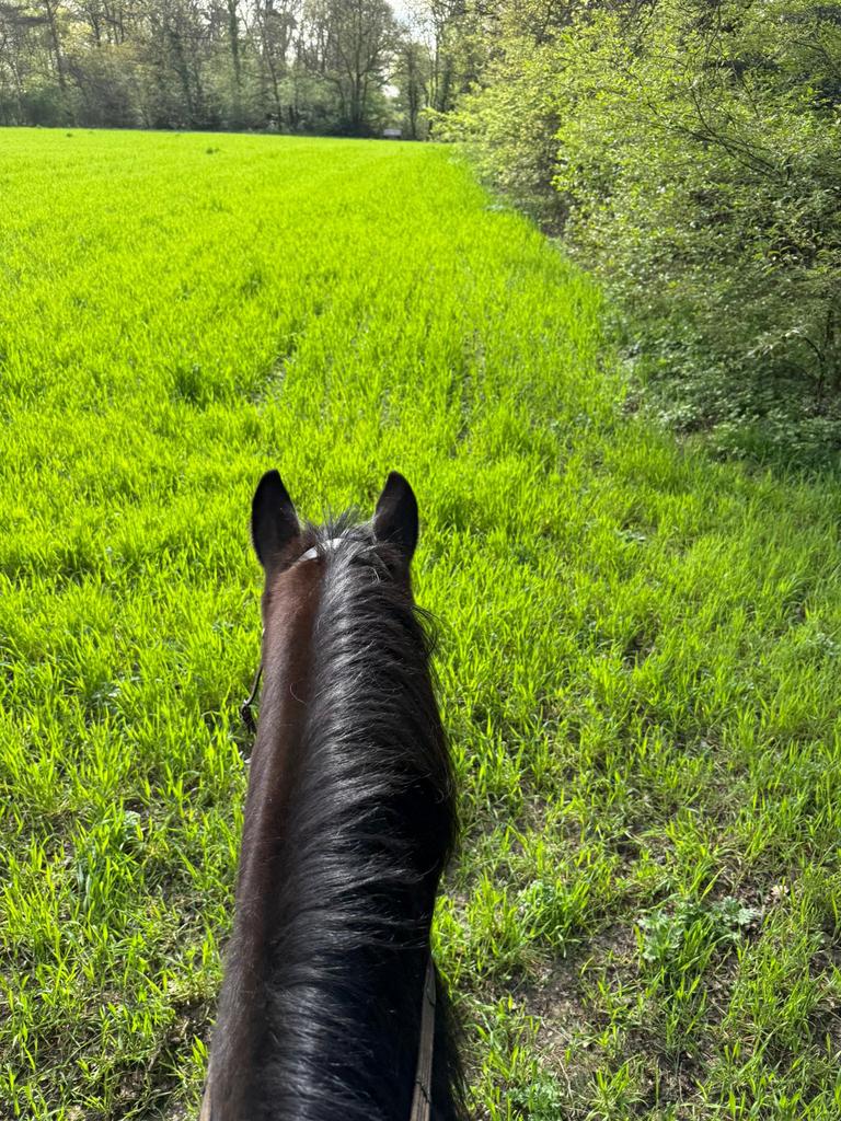 Gezocht gras/weidegang voor de zomermaanden