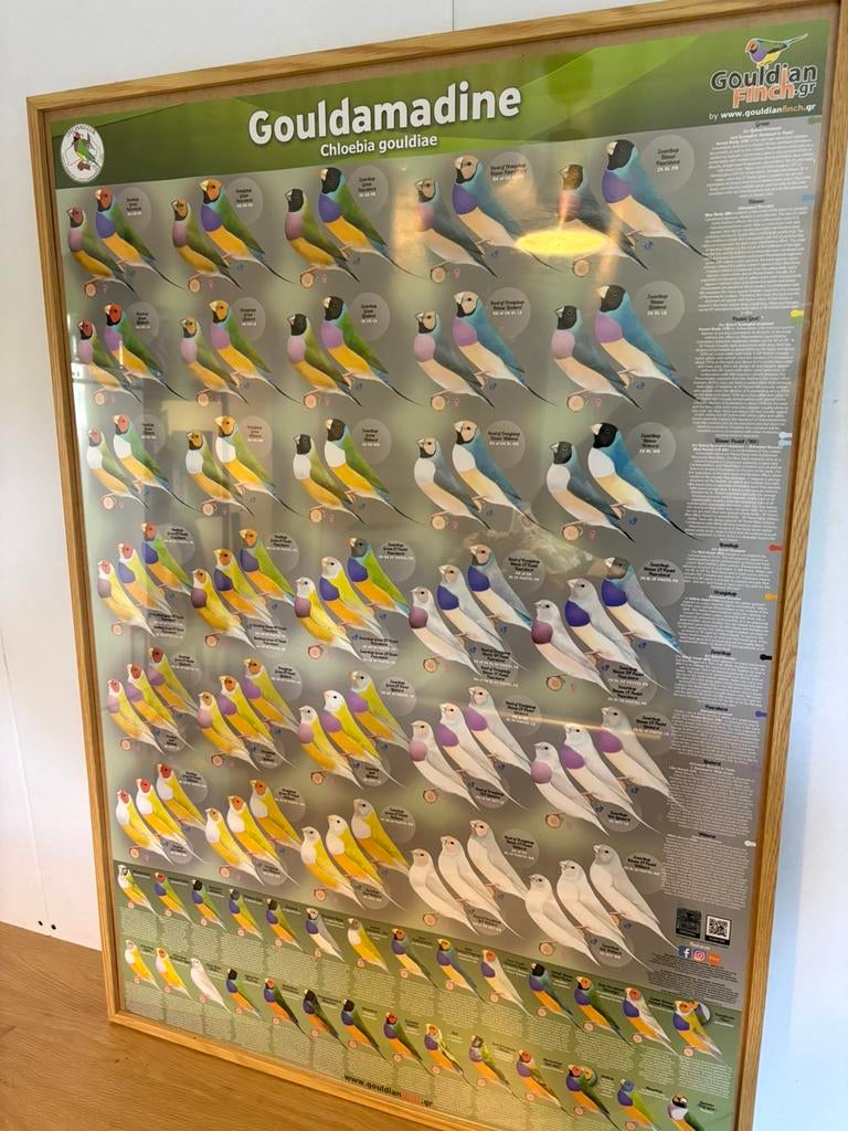 Gouldamadine SNGN poster, ingelijst, 100cm x70cm, Ophalen