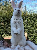 Duitse reus Albino voedster, Dieren en Toebehoren, Konijnen, Vrouwelijk, Groot