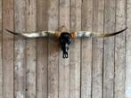 Mooie stoere XXL longhorn schedel!, Ophalen, Nieuw, Overige soorten, Schedel
