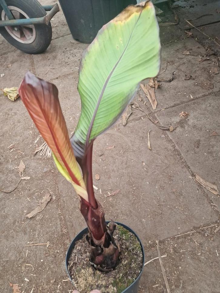 Ensete verticosum maurelli, Tuin en Terras, Planten | Fruitbomen, Overige soorten, Minder dan 100 cm, Zomer, Ophalen of Verzenden