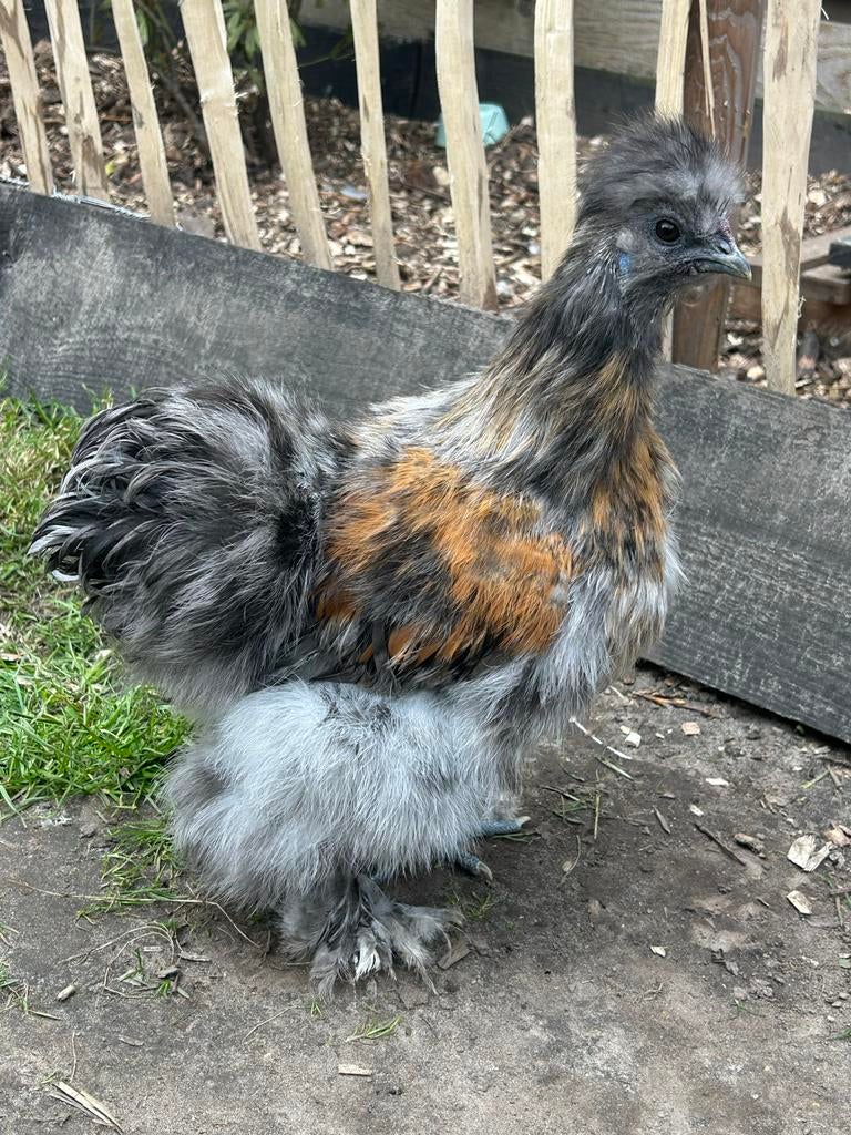 USA zijdehoen haan, Dieren en Toebehoren, Mannelijk, Kip