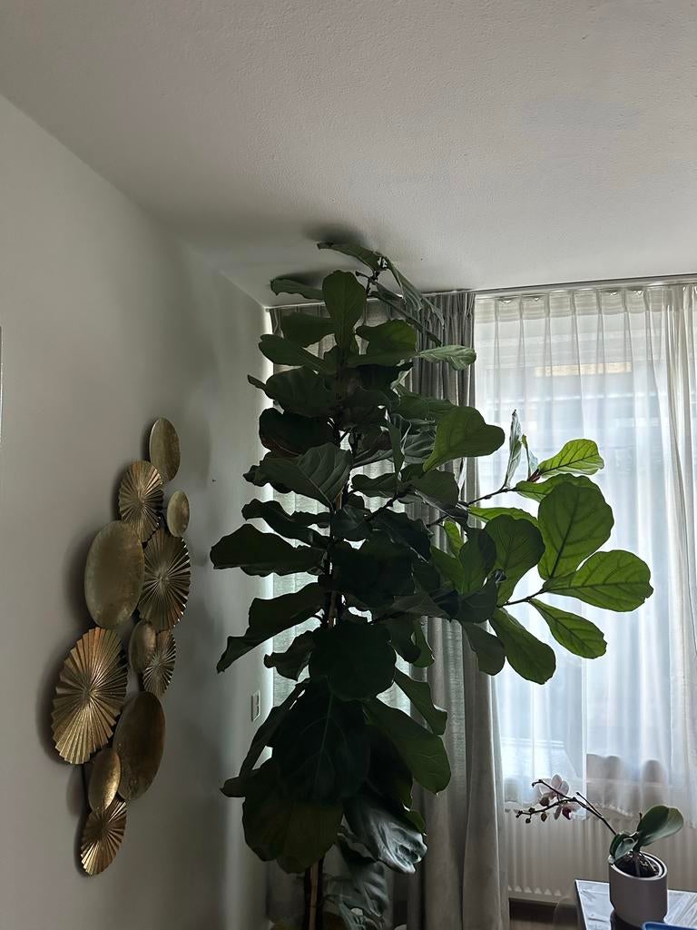 Grote Ficus Lyrata kamerplant, Ophalen, Ficus, 200 cm of meer, Halfschaduw