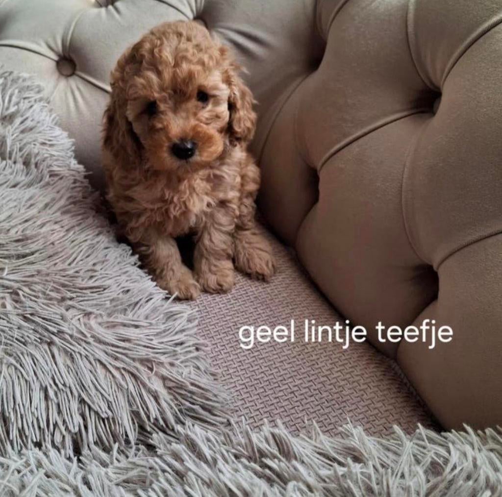 Toy dwerg poedel, Poedel, Parvo, 8 tot 15 weken, Teef