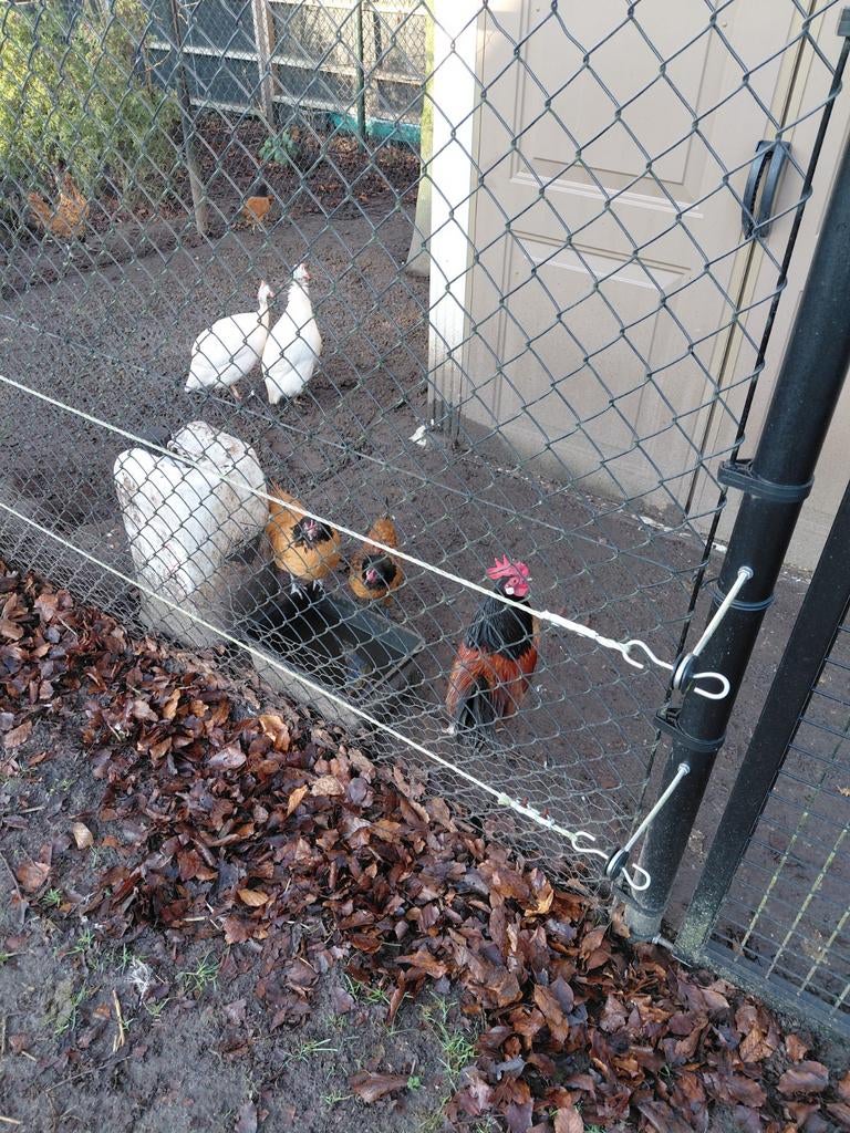 Parelhoenders, Dieren en Toebehoren, Meerdere dieren, Eend