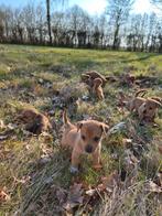 Jack Russell pups, Jack Russell Terriër, 8 tot 15 weken, Parvo, Meerdere
