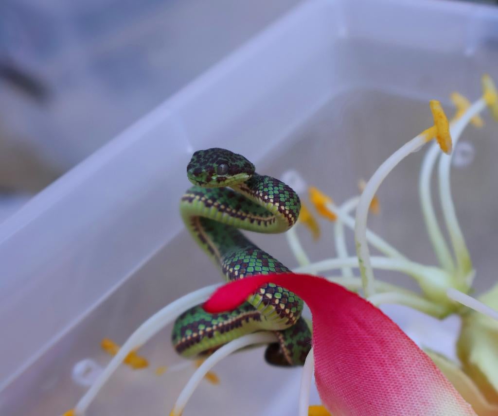 Trimeresurus Venustus, Dieren en Toebehoren, Slang, 0 tot 2 jaar