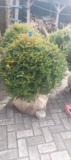 Taxus bollen 90 cm, Tuin en Terras, Planten | Struiken en Hagen, Ophalen, Taxus, Minder dan 100 cm