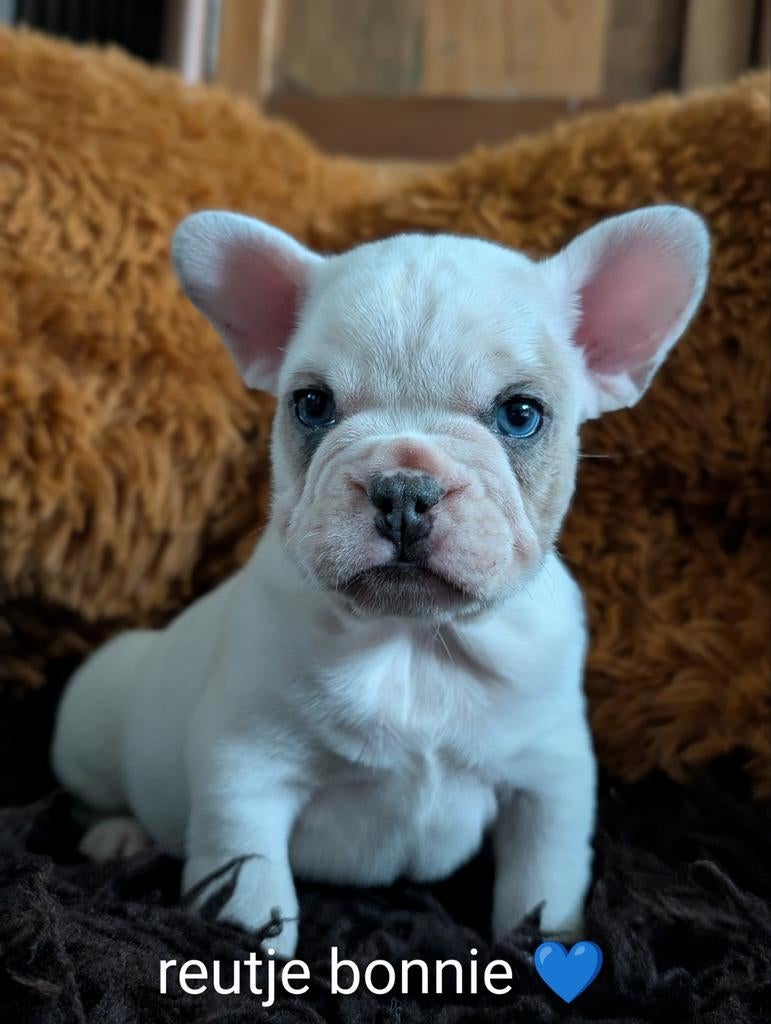 Nog maar 3 Prachtige Franse bulldog pups, 8 tot 15 weken, Parvo, Bulldog, Meerdere