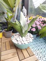 Sansevieria Moonshine in decorative pot, Ophalen, Volledige schaduw, Overige soorten, In pot