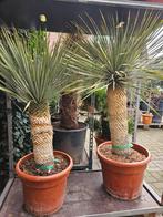 Yucca Rostrata foto 1 - 90cm stam - 349 euro