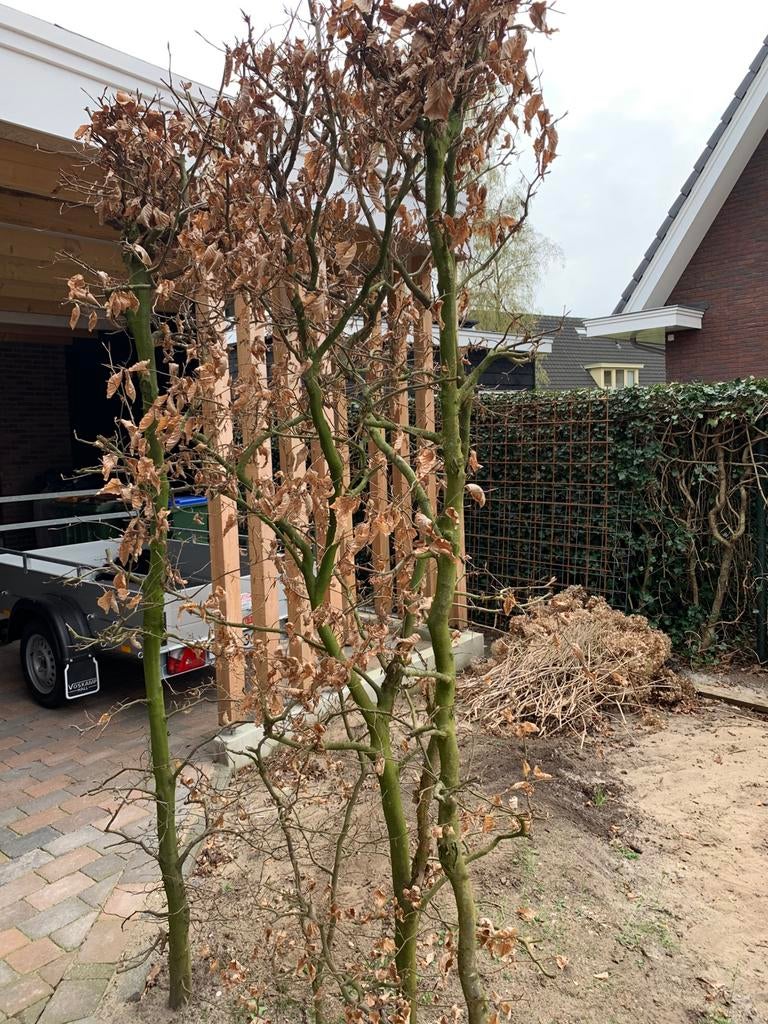 Gratis, Tuin en Terras, Planten | Struiken en Hagen, Ophalen