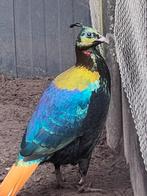 Glansfazant hen 2023 fazant, Vrouwelijk, Overige soorten