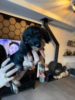 Teckel pup 8 weken ruwhaar standaard / dwerg reu, Dieren en Toebehoren, Honden | Teckels en Dashonden, Parvo, Standaard, Reu, 8 tot 15 weken